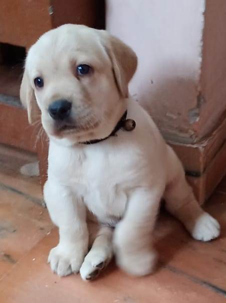 Golden Labrador puppies For Sale
